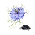 Black cumin blue flower black seeds isolated digital art illustration. Ayuverdic herb, flowering plant, nigella sativa Royalty Free Stock Photo