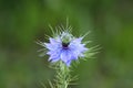 Black cumin or Nigella sativa annual flowering plant with unusual delicate blue flower surrounded with pointy light green needles Royalty Free Stock Photo