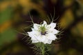 Black cumin or Nigella sativa annual flowering plant with unusual delicate white flower surrounded with pointy light green needles