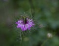 Black cumin Nigella Sativa, with beautiful Violet color. Royalty Free Stock Photo