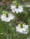 Black cumin Nigella Sativa, with beautiful white flowers. Royalty Free Stock Photo