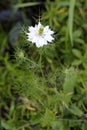 Black cumin or Nigella sativa annual flowering plant with unusual delicate white flower surrounded with closed flower buds and Royalty Free Stock Photo