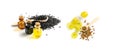 Black Cumin, Nigella Sativa or Black Caraway Seeds Essential Oil Royalty Free Stock Photo