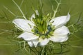 Black cumin Nigella sativa flower Royalty Free Stock Photo