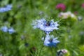 Black cumin (Nigella sativa) flower Royalty Free Stock Photo