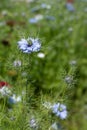 Black cumin (Nigella sativa) flower Royalty Free Stock Photo