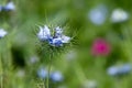 Black cumin (Nigella sativa) flower Royalty Free Stock Photo