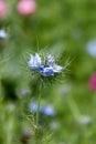 Black cumin (Nigella sativa) flower Royalty Free Stock Photo
