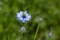 Black cumin (Nigella sativa) flower Royalty Free Stock Photo