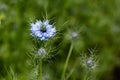 Black cumin (Nigella sativa) flower Royalty Free Stock Photo