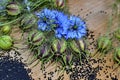 Black cumin nigella sativa or kalonji seeds in heart-shaped bowl on wooden background