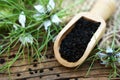 Black cumin nigella sativa or kalonji seeds in spoon Royalty Free Stock Photo