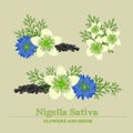 Set of the designs. White and blue flowers and seeds in details. Black cumin or Nigella Sativa. Vector elements Royalty Free Stock Photo