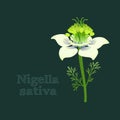 Black cumin or Nigella Sativa. White flowers and seeds. Vector design element