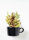 Black cup of herbal  tea with fruits on a white background. The concept of a healthy drink. Top view and copy space Royalty Free Stock Photo