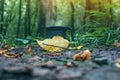 Black cup with hot coffee on the ground in forest with a yellow leaf Royalty Free Stock Photo