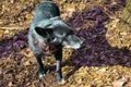 Black cur funny dog on the blurry soft background of dry leaves