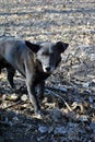 Black cur funny dog looking straight on the blurry soft background of gray leaves Royalty Free Stock Photo