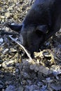 Black cur funny dog sniffing on the blurry soft background of gray-brown dry leaves, muzzle close up Royalty Free Stock Photo