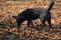 Black cur funny walking and sniffing on the blurry soft background of yellow-brown leaves Royalty Free Stock Photo