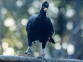 The black curassow (Crax alector), portrait of bird