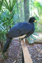 Black Curassow Perching on the Wooden Rail Royalty Free Stock Photo