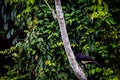 Black Curassow in Surinam