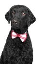 Black Curly coated retriever in bow tie Royalty Free Stock Photo