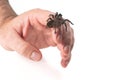 Black curly-hair tarantula on a hand. On white background. Brachypelma albopilosum