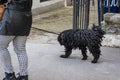 Black and curly hairy dog being walked on a lead