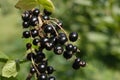 Black currant Royalty Free Stock Photo