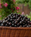 Black currant basket on wooden table on the green background Royalty Free Stock Photo