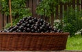 Black currant basket on wooden table on the green background Royalty Free Stock Photo