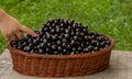 Black currant basket on wooden table on the green background Royalty Free Stock Photo