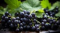 Black currant berries background. Top view.