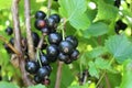 Black currant berries