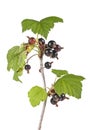 Black Currant Berries. Branch of black currant fruits with leaf isolated on white background Royalty Free Stock Photo