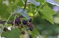 Black currant berries on a branch Royalty Free Stock Photo