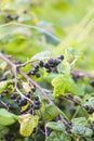 Black currant berries on the bush. Summer harvest. Ripe currants Royalty Free Stock Photo