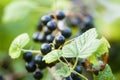 Black currant berries on the bush. Summer harvest. Ripe currants Royalty Free Stock Photo