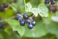 Black currant berries on the bush. Summer harvest. Ripe currants Royalty Free Stock Photo