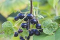 Black currant berries on the bush. Summer harvest. Ripe currants Royalty Free Stock Photo