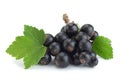 Black currant berries closeup