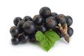 Black currant berries closeup