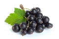 Black currant berries closeup