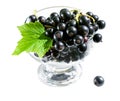 Delicious dessert of fresh black currant Royalty Free Stock Photo