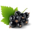 Black currant berries with green leaf. Vector illustration. Sketch Royalty Free Stock Photo