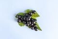 Black currant berries with green leaves on a blue background close-up. Royalty Free Stock Photo