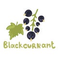 Black currant berries. Hand drawn vector illustrations of blackcurrant with bunch of berries and green leaves on white