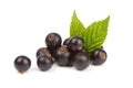 Black currant Royalty Free Stock Photo